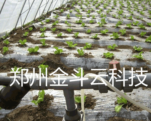 小蝌蚪免费网站係統