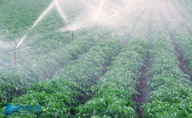 小蝌蚪免费网站係統 小蝌蚪免费网站係統