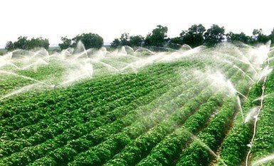 農業小蝌蚪免费网站廠家 農業小蝌蚪免费网站廠家