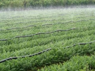 農業小蝌蚪免费网站